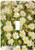 3dRose lsp_83503_1 Wild Daisy Flower Na01 Pri0001 Prisma Single Toggle Switch