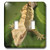 3dRose lsp_84105_2 New Caledonian Crested Gecko Lizard Na02 Mpr0086 Maresa Pryor Double Toggle Switch