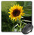 3dRose LLC 8 x 8 x 0.25 Inches Mouse Pad, Sunflower (mp_4190_1)