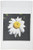 3dRose fl_52668_1 White Daisy on Black Background-Daisy, Daises, Ox-Eye Daisy, Dog Daisy, Margarita, White Flower Garden Flag, 12 by 18-Inch