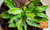 Long Coriander 2000 Seeds, Thai Parsley, Culantro Seeds, recao, Long Coriander, Mexican Coriander, Thai Parsley, NGO GAI (2,000 Seeds=1 g) by STSEED