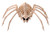 Crazy Bonez Spooky Skeleton Spider