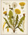 Dandelion Botanical Illustration - 11x14 Unframed Art Print - Great Home Decor and Gift for Nature Lovers, Also Makes a Great Gift Under $15