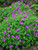 Perennial Farm Marketplace Geranium sanguineum ((Bloody Cranes Bill) Groundcover, Size-#1 Container, Reddish Purple Flowers