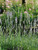 Perennial Farm Marketplace Lavandula x Intermedia 'Provence' ((Lavender) Perennial, Size-#1 Container', Dark Violet Flowers