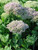 Perennial Farm Marketplace Sedum spectabile 'Brilliant' ((Stonecrop) Groundcover, Size-#1 Container, Lavender Pink Flowers Perennial Farm Marketplace Sedum spectabile 'Brilliant' ((Stonecrop) Groundcover, Size-#1 Container, Lavender Pink Flowers