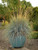 Perennial Farm Marketplace Helictotrichon sempervirens ((Blue Oat) Ornamental Grass, 1 Quart, Bluish Gray Foliage
