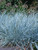 Perennial Farm Marketplace Elymus a. 'Blue Dune' Ornamental Grass, Size-#1 Container, Bluish Green Foliage