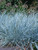 Perennial Farm Marketplace Elymus a. 'Blue Dune' Ornamental Grass, Size-#1 Container, Bluish Green Foliage