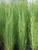 Perennial Farm Marketplace Andropogon virginicus ((Broom Sedge) Ornamental Grass, Size-#1 Container, Green/Dark Red-Purple Foliage