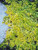 Perennial Farm Marketplace Veronica repens 'Sunshine' ((Golden Creeping Speedwell) Groundcover, 1 Quart, Blue Flowers