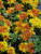 Perennial Farm Marketplace Sedum f. 'Weihenstephaner Gold' ((Stonecrop) Perennial, Size-#1 Container', Golden-Yellow Flowers Perennial Farm Marketplace Sedum f. 'Weihenstephaner Gold' ((Stonecrop) Perennial, Size-#1 Container', Golden-Yellow Flowers