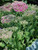 Perennial Farm Marketplace Sedum spec. 'Neon' ((Stonecrop) Groundcover, Size-#1 Container, Rosy Pink Flowers Perennial Farm Marketplace Sedum spec. 'Neon' ((Stonecrop) Groundcover, Size-#1 Container, Rosy Pink Flowers