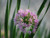 Perennial Farm Marketplace Allium 'Millenium' ((Ornamental Onion) Perennial, Size-#1 Container, Rose-Purple Flowers