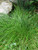 Perennial Farm Marketplace Carex appalachica ((Appalachian Sedge) Ornamental Grass, 1 Quart, Green Foliage