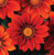 Outsidepride Gazania Red Shades - 100 Seeds