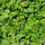 Outsidepride Dichondra Repens Lawn Seed - 2 LB