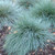 Outsidepride Blue Fescue - 5000 Seeds