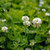 Outsidepride White Dutch Clover Seed: Nitro-Coated, Inoculated - 1 LB