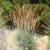 Outsidepride Indian Grass Seed - 1 LB