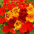 Outsidepride Nasturtium Flower Seed Mix - 1 LB
