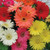 Outsidepride Gerbera Daisy Flower Seed Mix - 200 Seeds