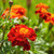 Outsidepride Red Marigold Plant Flower Seeds - 1000 Seeds