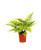 AMPLEX Autumn Fern 1 Gallon Live Plant, 6" Pot, Indoor/Outdoor Air Purifier