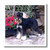3dRose ht_265_1 Schnauzer Iron on Heat Transfer for White Material, 8 by 8-Inch