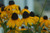 Rudbeckia fulgida 'Goldsturm' (Black Eyed Susan) Perennial, yellow flowers, 1 - Size Container