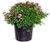 Spiraea jap. 'Little Princess' (Spirea) Shrub, #3 - Size Container