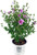 Proven Winners - Hibiscus syriacus Lavender Chiffon (Rose of Sharon) Shrub, lavender flowers, #3 - Size Container