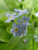 Myosotis sylvatica 'Mon Amie Blue' (Forget-Me-Not) Perennial, blue flowers, 1 - Size Container