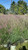 American Beauties Native Plants Muhlenbergia capillaris (Hairawn Muhly, Longawn Hair) Grass, 1 - Size Container, Pink to red Flowers
