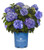 Endless Summer Collection - Hydrangea mac. Endless Summer BloomStruck (Reblooming Hydrangea) Shrub, RB purple, #2 - Size Container