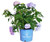 Endless Summer Collection - Hydrangea mac. Endless Summer The Original (Reblooming Hydrangea) Shrub, RB pink or blue, #3 - Size Container