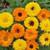 Non GMO Bulk Calendula Seeds - Pacific Beauty Mix Calendula officinalis (1 lb)