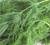Bulk Organic Dill Seed (1 LB)