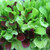 Bulk Organic Mesclun Mix Seeds (1 LB) 425,000 Seeds