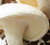 Shiitake White Mushroom Chinese (Lentinula edodes) Mycelium Dried Seeds Spawn Shiitake Mushroom Spores (1 oz) by Don Porcini