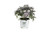 Black Lace Elderberry (Sambucus) Live Shrub, Pink Flowers, 1 Gallon