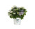 1 Gal.  Tiny Tuff Stuff (Mountain Hydrangea) Live Shrub, Blue and Pink Flowers