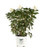 Little Quick Fire Hardy Hydrangea (Paniculata) Live Shrub, White to Pink Flowers, 1 Gallon