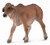 Collecta Red Brahman Calf