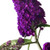 Butterfly Bush Seeds (Buddleia davidii) Magic + 1 Free Plant Marker (200)