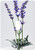 3dRose lsp_163398_1 Image of Vintage Lavender Plant - Single Toggle Switch