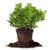Dwarf Burford Holly - Size: 1 Gallon, Live Plant, Includes Special Blend Fertilizer & Planting Guide