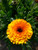 Calendula Petals, Dried Herb, 1 Oz 100% Natural No Additives