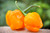 MOA Yellow Scotch Bonnet Hot Pepper Premium Seed Packet + More