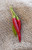 Thai Dragon Heirloom Chili Pepper Premium Seed Packet + More